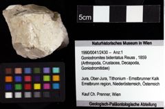 Foto (Objket + Etiketten) von Goniodromites bidentatus (Reuss, 1859) 
